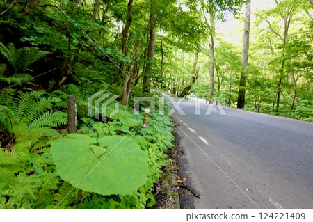 The refreshing green scenery of National Route 102 running along the Oirase Stream in Towada City, Aomori Prefecture The refreshing green scenery of National Route 102 running along the Oirase Stream in Towada City, Aomori Prefecture 124221409