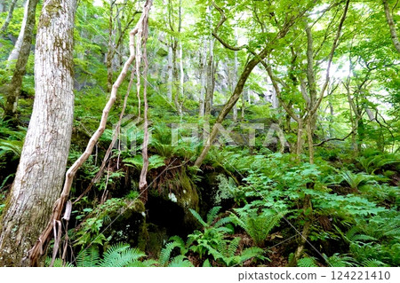 青森縣十和田市奧入瀨川沿岸生氣勃勃的綠色風景 青森縣十和田市奧入瀨川沿岸生氣勃勃的綠色風景 124221410