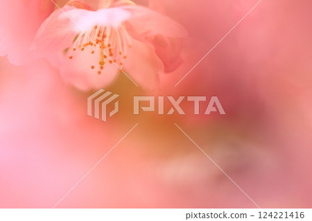 河津櫻花盛開 124221416