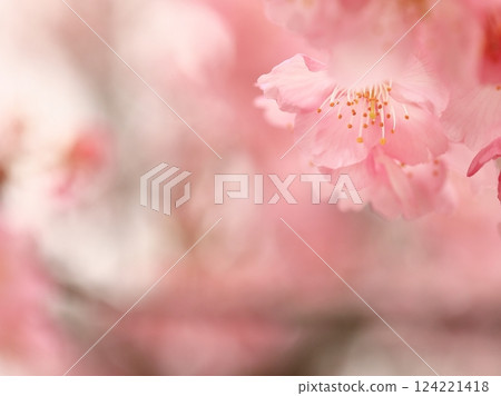 河津櫻花盛開 124221418
