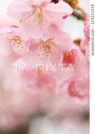 河津櫻花盛開 124221419