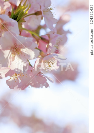 河津櫻花盛開 124221425