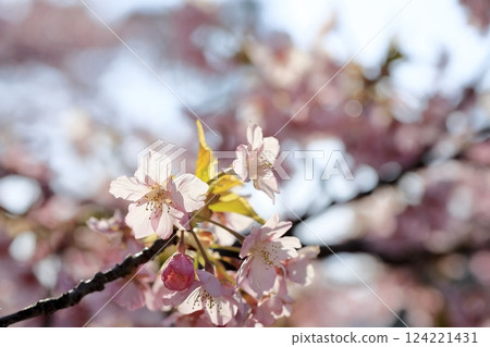 河津櫻花盛開 124221431
