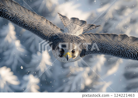 Close-up portrait of a Peregrine Falcon gliding through a snowy winter forest 124221463