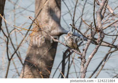 Bulbul perching on a tree branch 124221864