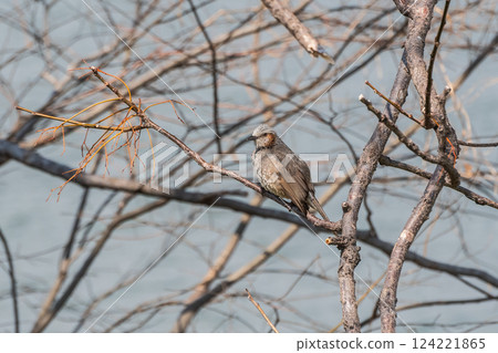Bulbul perching on a tree branch 124221865