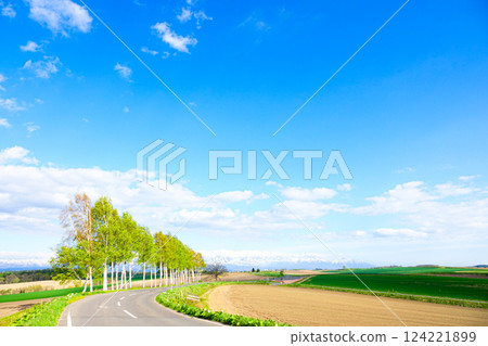 北海道美瑛七星樹的一排被砍伐的樺樹 124221899