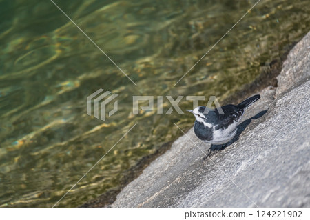 White Wagtail, Kamogawa River, Kyoto City White Wagtail, Kamogawa River, Kyoto City 124221902