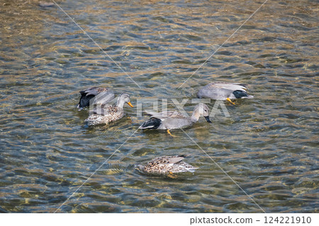 Gadwall, Kamogawa River, Kyoto City Gadwall, Kamogawa River, Kyoto City 124221910