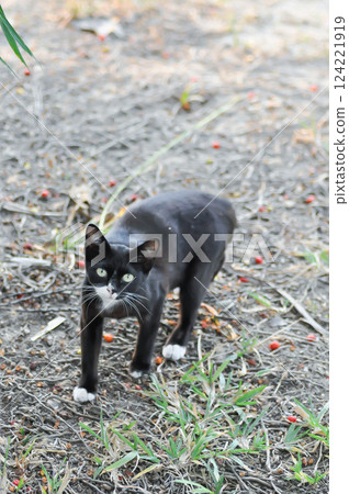 black cat or black and white cat 124221919