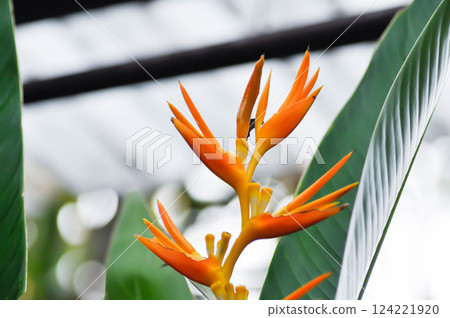Heliconia psittacorum or Bird of paradise, Strelitzia reginae or Sterliziaceae flower 124221920