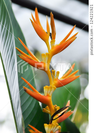 Heliconia psittacorum or Bird of paradise, Strelitzia reginae or Sterliziaceae flower Heliconia psittacorum or Bird of paradise, Strelitzia reginae or Sterliziaceae flower 124221921