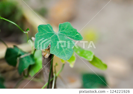 Coccinia grandis or Ivy Gourd plant Coccinia grandis or Ivy Gourd plant 124221926