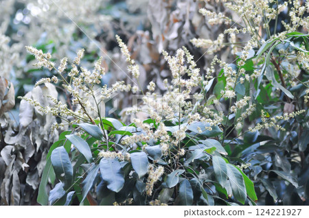 longan, thai fruit or Dimocarpus longan blossom or longan flower longan, thai fruit or Dimocarpus longan blossom or longan flower 124221927