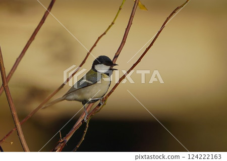 Tits fringing on branches 124222163
