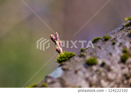 Trees nearing spring Trees nearing spring 124222192