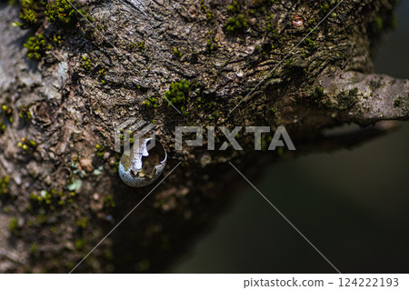 Trees nearing spring 124222193