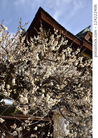 Kitano Tenmangu Shrine in early spring: Sankomon Gate and white plum blossoms (Kamigyo Ward, Kyoto City) 124222406
