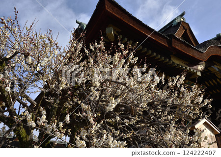 Kitano Tenmangu Shrine in early spring: Sankomon Gate and white plum blossoms (Kamigyo Ward, Kyoto City) 124222407