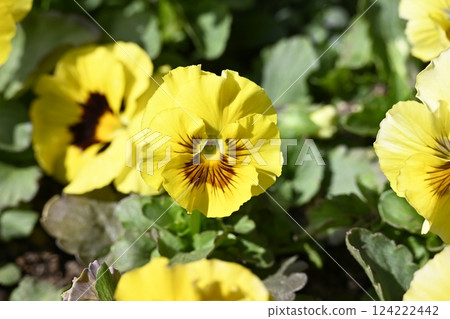 Yellow frilly pansies grown from seed Yellow frilly pansies grown from seed 124222442