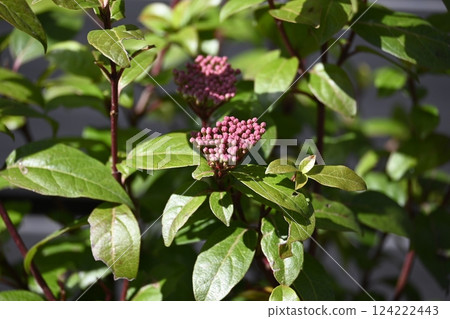 花園樹上的莢蒾 花園樹上的莢蒾 124222443