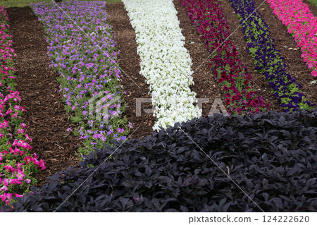 Flowers in the park 124222620