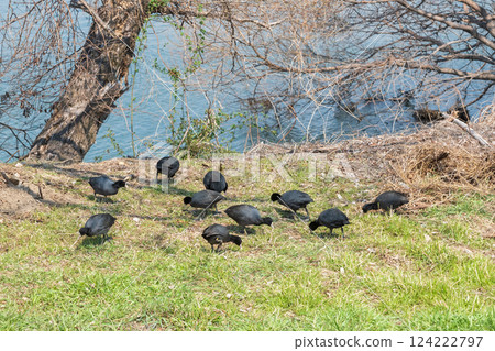 淀川河岸上一群正在吃草的黑鴨子 124222797
