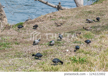 A flock of coots pecking at grass on the banks of the Yodo River A flock of coots pecking at grass on the banks of the Yodo River 124222802