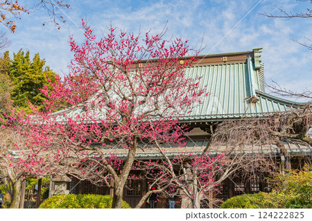 [Tokyo] Gotokuji Temple in early spring with red plum blossoms 124222825