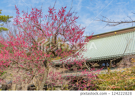 [東京] 初春的豪德寺，紅梅盛開 124222828