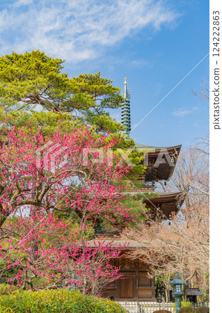 [Tokyo] Gotokuji Temple and Three-story Pagoda in early spring with red plum blossoms 124222863