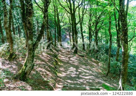 初夏的高清水路線：岡山縣苫田郡鏡野町山毛櫸林的新綠與橫貫路線2 124222880