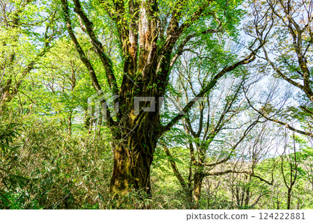 初夏的高清水步道:岡山縣苫田郡鏡野町新綠山毛櫸林3 初夏的高清水步道:岡山縣苫田郡鏡野町新綠山毛櫸林3 124222881
