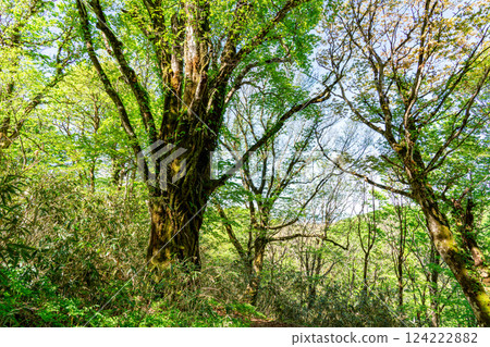 Takashimizu Trail in early summer: New green beech forest 4, Kagamino-cho, Tomata-gun, Okayama Prefecture 124222882