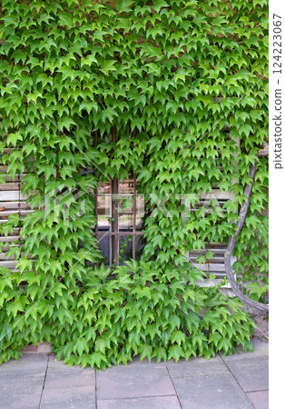 Window in Ivy covered wall 124223067