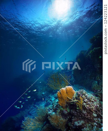 Coral and blue sea and sun 124223121
