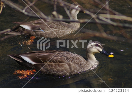 鴨 124223154