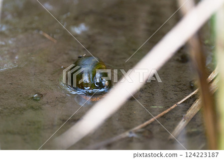 Giant snail in a rice field Giant snail in a rice field 124223187