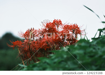 Looking up at the red spider lilies in the field Looking up at the red spider lilies in the field 124223188