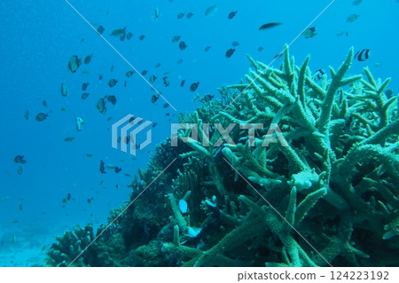 Blue sea, coral and fish in the Okinawa sea Blue sea, coral and fish in the Okinawa sea 124223192