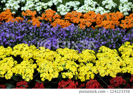 Flowers in the garden 124223356