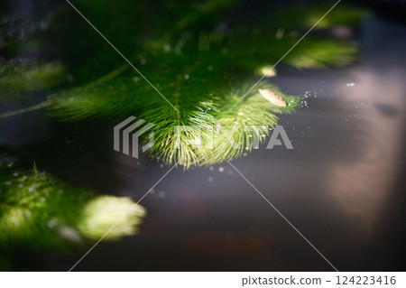 A Japanese freshwater shrimp eating aquatic plants and moss floating on the water surface A Japanese freshwater shrimp eating aquatic plants and moss floating on the water surface 124223416