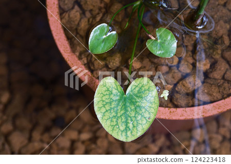 A cute heart-shaped water plant from Tochikagami 124223418