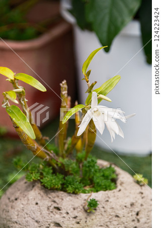 Blooming gardening splendor 124223424