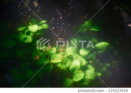 A Japanese freshwater shrimp eating moss on Anubias nana A Japanese freshwater shrimp eating moss on Anubias nana 124223428