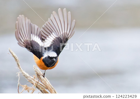 A male Daurian redstart about to jump out here 124223429