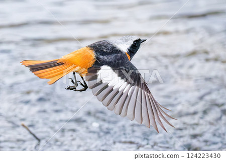 Male Daurian redstart flying over the water Male Daurian redstart flying over the water 124223430