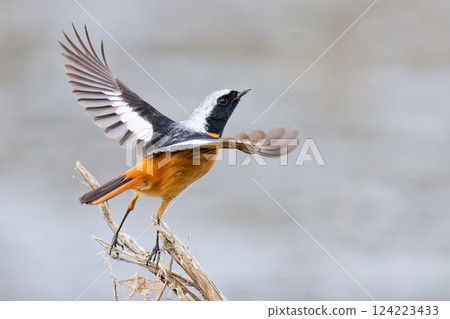 A male Daurian redstart about to take flight A male Daurian redstart about to take flight 124223433