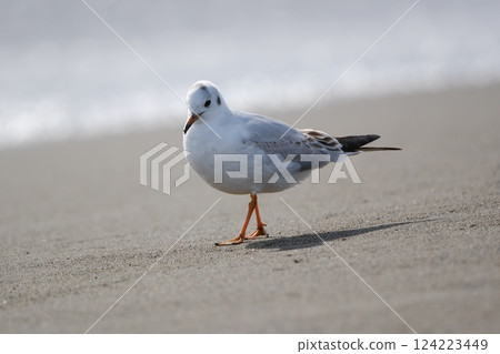 A black-headed gull walking along the beach suddenly looks down at its feet 124223449