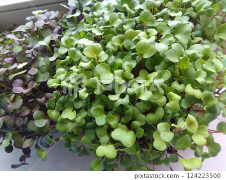 Fresh Green and Purple Microgreens Growing Indoors Fresh Green and Purple Microgreens Growing Indoors 124223500